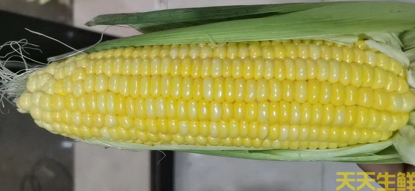 广州农产品配送告诉你,常见玉米的品种有哪些?(图1) 广州农产品配送告诉你,常见玉米的品种有哪些?(图1)