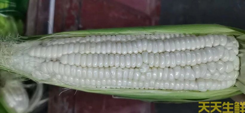 广州农产品配送告诉你,常见玉米的品种有哪些?(图3) 广州农产品配送告诉你,常见玉米的品种有哪些?(图3)