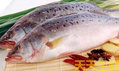 广州蔬菜配送公司告诉你:为什么有些人不能吃鲈鱼?(图1) 广州蔬菜配送公司告诉你:为什么有些人不能吃鲈鱼?(图1)